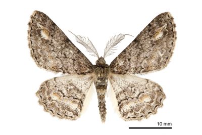 黃頂黑腰尺蛾 Cleora leucophaea taiwanensis 雄蟲