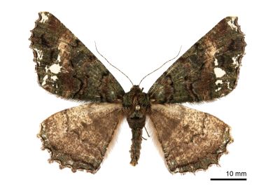 波刻尺蛾 Cryptochorina polychroia 雌蟲