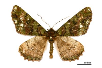 波刻尺蛾 Cryptochorina polychroia 雄蟲