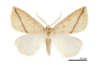 雌尖尺蛾 Descoreba simplex 雄蟲