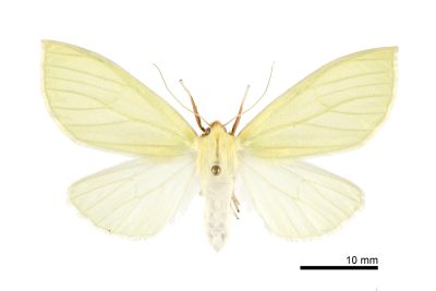 黃尺蛾 Doratoptera lutea 雌蟲