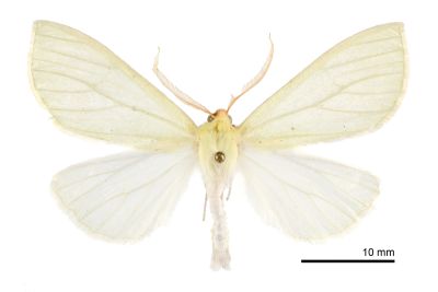 黃尺蛾 Doratoptera lutea 雄蟲