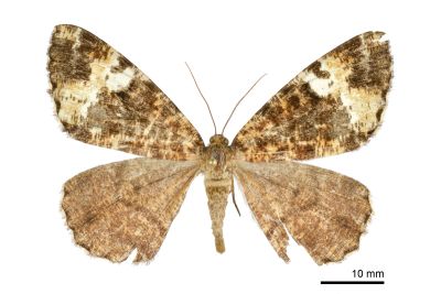 黃臂尺蛾 Duliophyle agitata taiwana 雌蟲