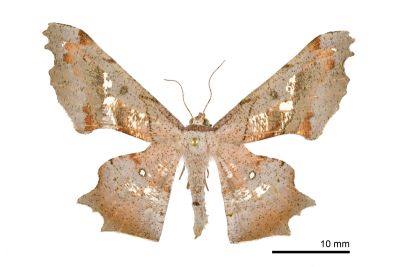 空點雙尾尺蛾 Gonodontis pallida 雄蟲
