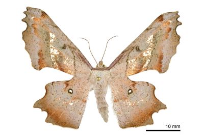 空點雙尾尺蛾 Gonodontis pallida 雌蟲