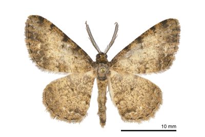 噴砂褐緣黃尺蛾 Lophobates corticea 雄蟲