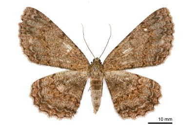 臺灣褐尺蛾 Hypomecis formosana 雌蟲