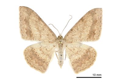雙斑鈎尺蛾 Luxiaria mitorrhaphes 雌蟲