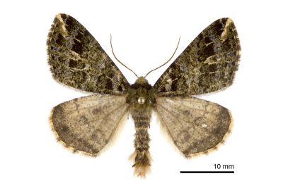 普氏星尺蛾 Arichanna pryeraria 雄蟲