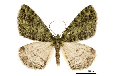 春彌星尺蛾 Arichanna vernalis 雄蟲