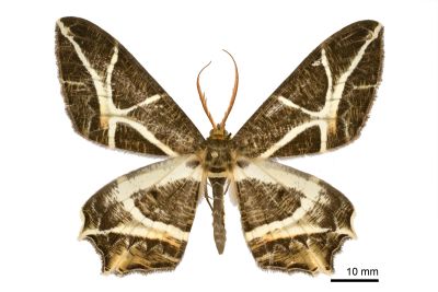 樹形尺蛾 Mesastrape fulguraria fulguraria 雄蟲