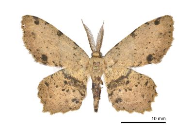 金褐烏尺蛾 Microcalicha melanosticta 雄蟲