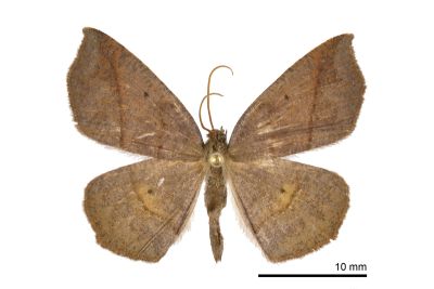 褐小尖尺蛾 Nadagara umbrifera 雄蟲