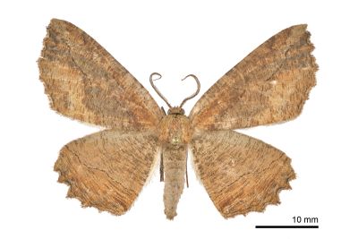 桑尺蠖蛾 Phthonandria atrilineata cuneilinearia 雄蟲