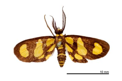 圓斑擬鹿尺蛾 Pseudeuchromia maculifera catachroma 雄蟲
