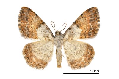 白基擬霜尺蛾 Psilalcis albibasis 雄蟲