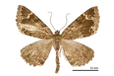 大烏耳褐尺蛾 Scionomia praeditaria 雄蟲