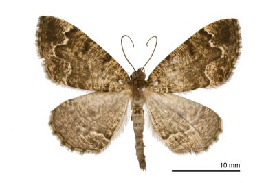 烏耳褐尺蛾 Scionomia sinuosa 雄蟲