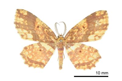 烏塗花尺蛾 Yashmakia suffusa 雄蟲