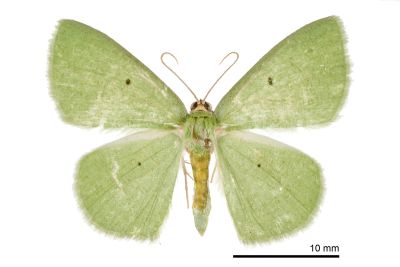 四點綠尺蛾 Aplochlora vivilaca 雌蟲
