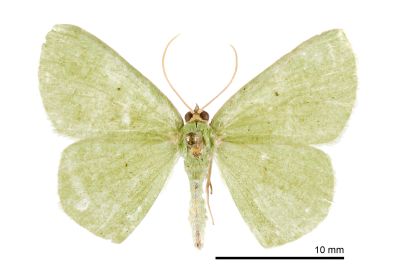 四點綠尺蛾 Aplochlora vivilaca 雄蟲