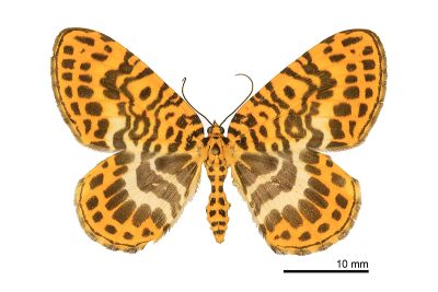 端點豹斑枯葉尺蛾 Gandaritis pseudolargetaui taiwana 雌蟲