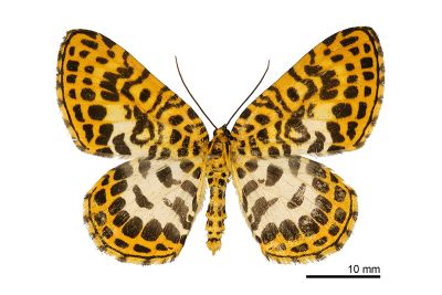 端點豹斑枯葉尺蛾 Gandaritis pseudolargetaui taiwana 雄蟲