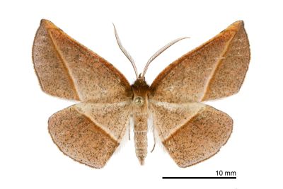 陶色鈎角尺蛾 Garaeus argillacea 雄蟲