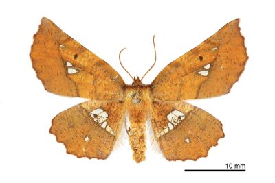 透斑鈎角尺蛾 Garaeus specularis specularis 雌蟲