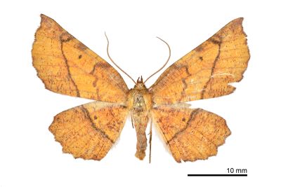 透斑鈎角尺蛾 Garaeus specularis specularis 雌蟲