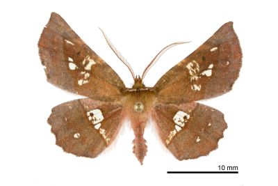 透斑鈎角尺蛾 Garaeus specularis specularis 雄蟲