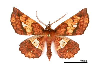 透斑鈎角尺蛾 Garaeus specularis specularis 雄蟲