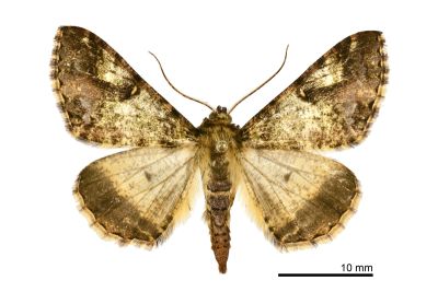 雙框細月尺蛾 Gasterocome pannosaria orta 雄蟲