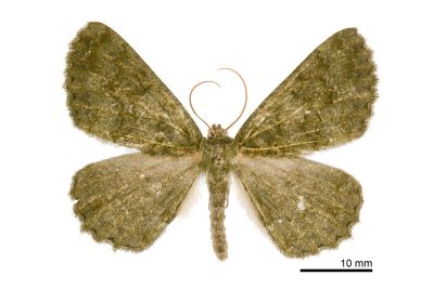 墨綠絨尺蛾 Gnophos caenosa 雄蟲