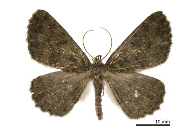 墨綠絨尺蛾 Gnophos caenosa 雄蟲