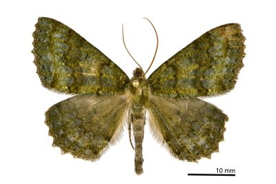 墨綠絨尺蛾 Gnophos caenosa 雄蟲