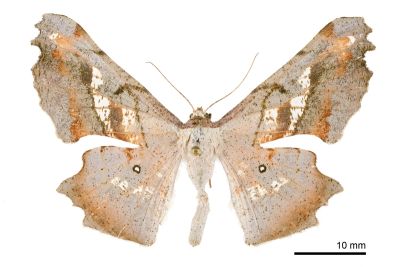 空點雙尾尺蛾 Gonodontis pallida 雌蟲