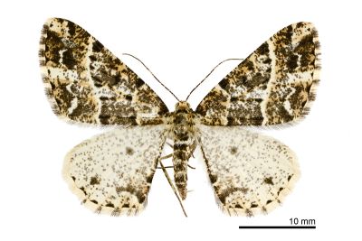 黃帶春田星尺蛾 Harutalcis fumigata 雌蟲