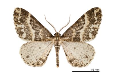 黃帶春田星尺蛾 Harutalcis fumigata 雄蟲