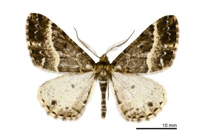 黃帶春田星尺蛾 Harutalcis fumigata 雄蟲