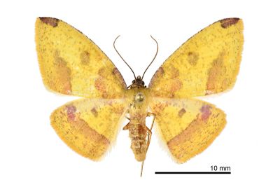 紫紅斑隱尺蛾 Heterolocha coccinea 雌蟲