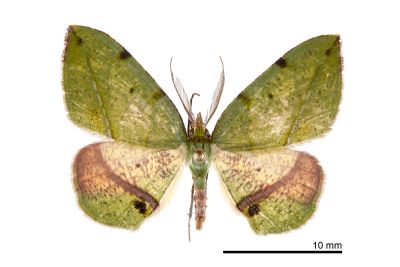 直線內弧尺蛾 Apoheterolocha patalata 雄蟲