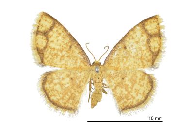 四格尺蛾 Heterostegane hyriaria 雌蟲