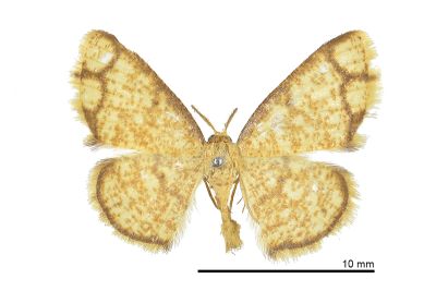 四格尺蛾 Heterostegane hyriaria 雄蟲