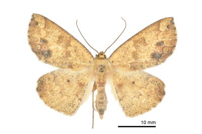 鋸紋枯葉尺蛾 Heterostegania lunulosa 雌蟲