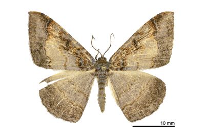 紫雲尺蛾 Hypephyra terrosa 雄蟲