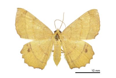 三線黃尺蛾 Hyperythra lutea 雌蟲