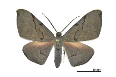 吸淚斑尺蛾 Hypochrosis baenzigeri 雌蟲