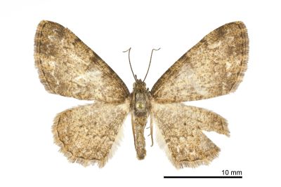 噴砂褐緣黃尺蛾 Lophobates corticea 雌蟲
