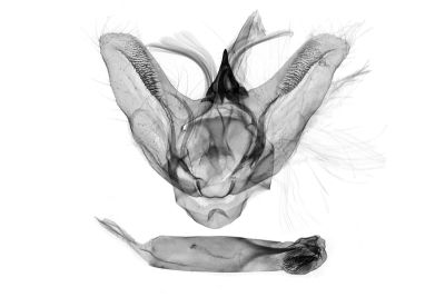 噴砂褐緣黃尺蛾 Lophobates corticea 雄蟲